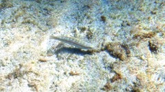 Slippery Dick Wrass